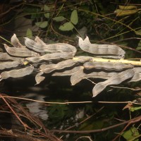 Mucuna pruriens var. utilis (Wall. ex Wight) Baker ex Burck